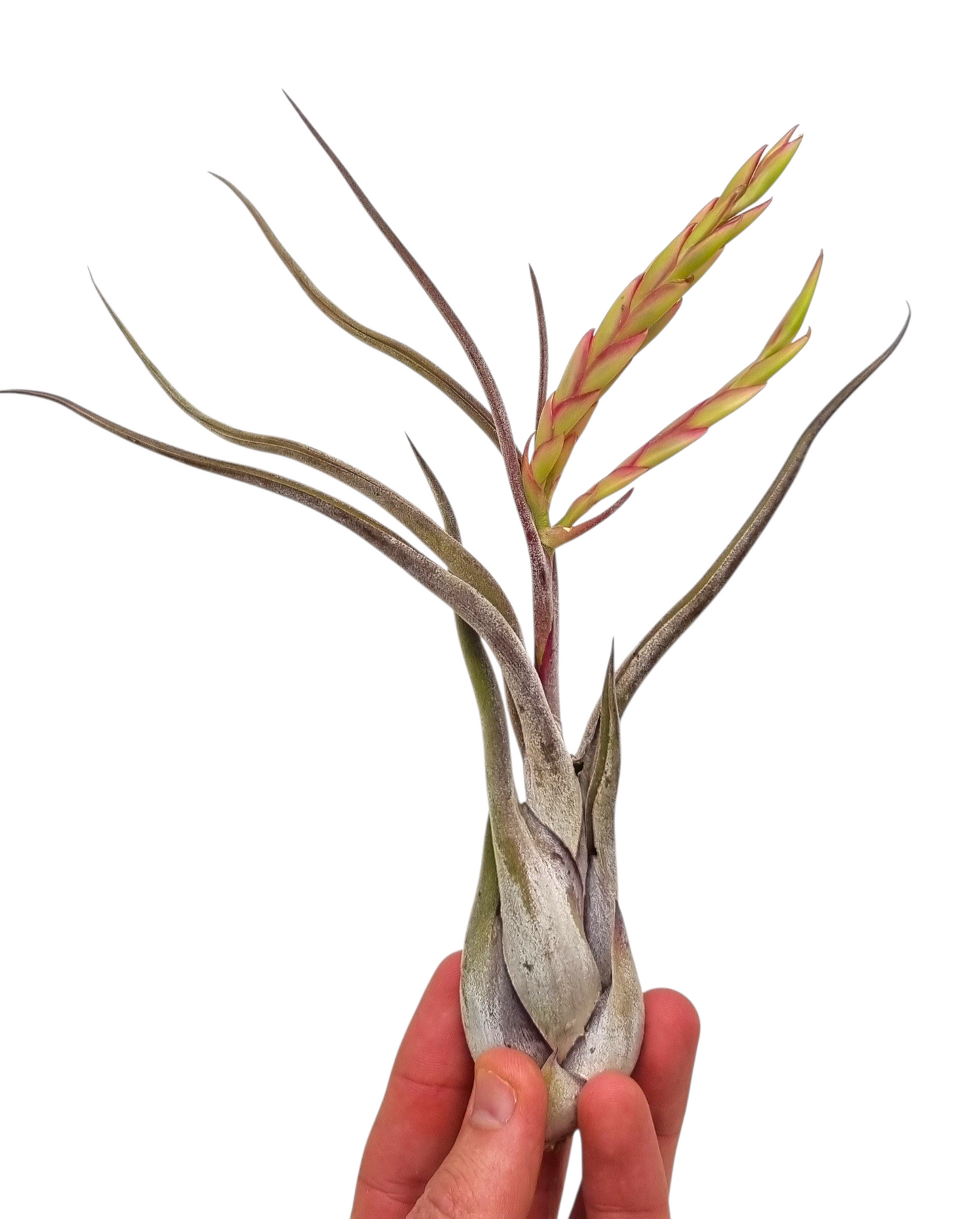 Tillandsia ionantha 15cm 8cm Pot