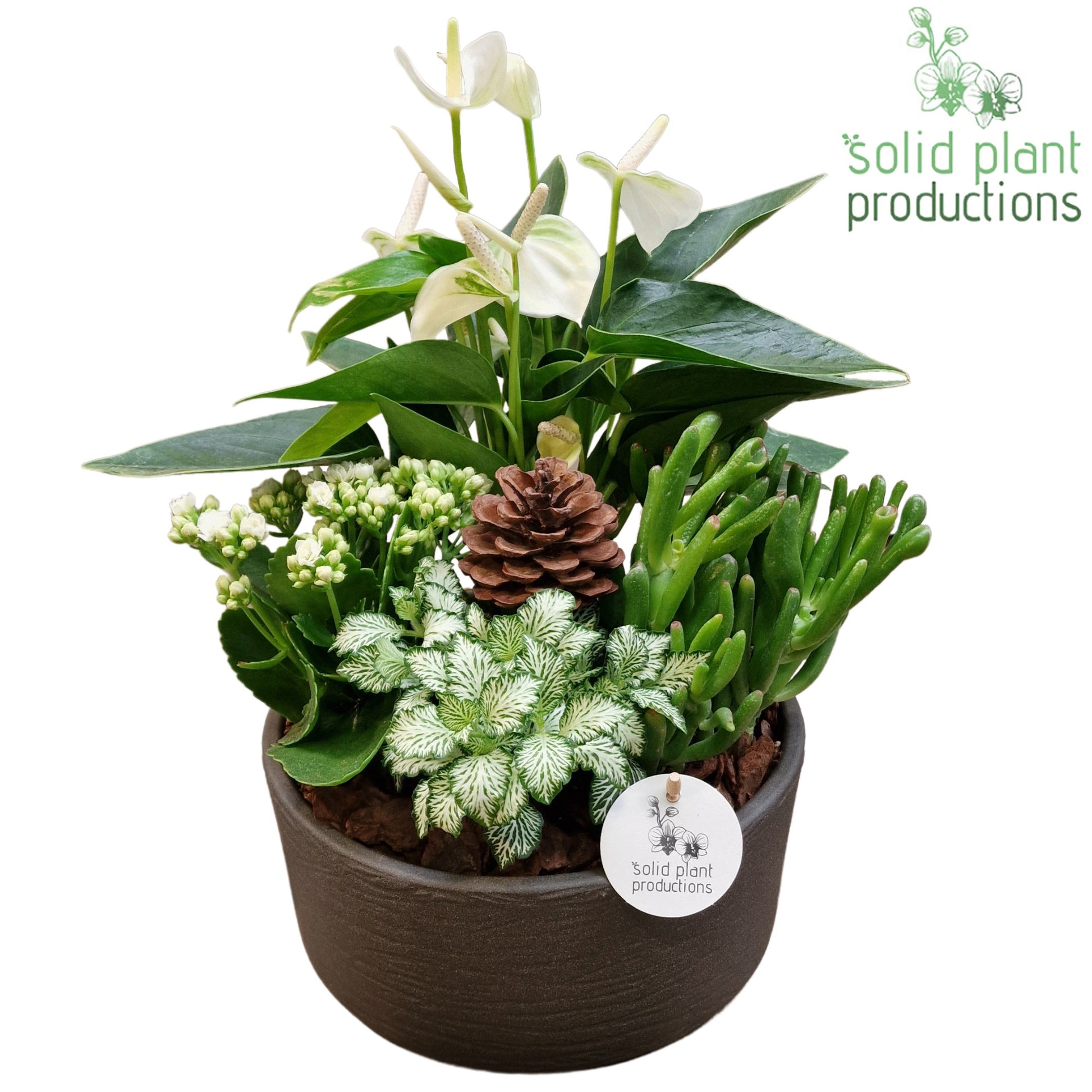 AT004 Stella Grey Bark 42cm 22cm Pot