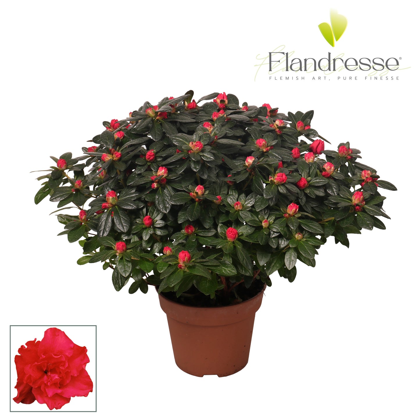 Rhododendron simsii red 40cm 16cm Pot