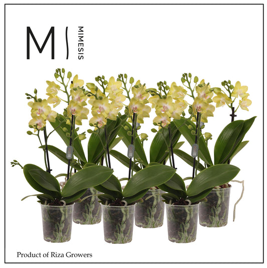 Riza Ter Laak Orchios Phalaenopsis yellow Pack of 12