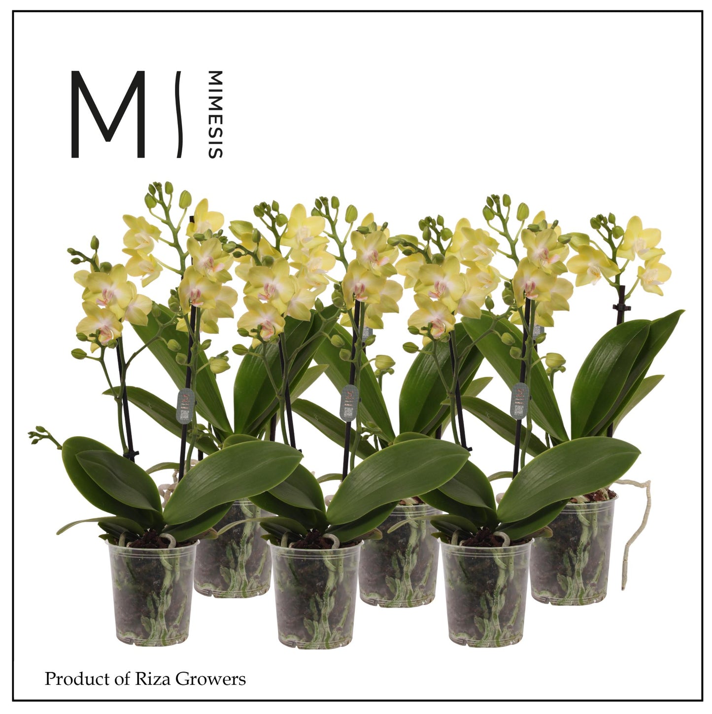 Phalaenopsis yellow 35cm 9cm Pot