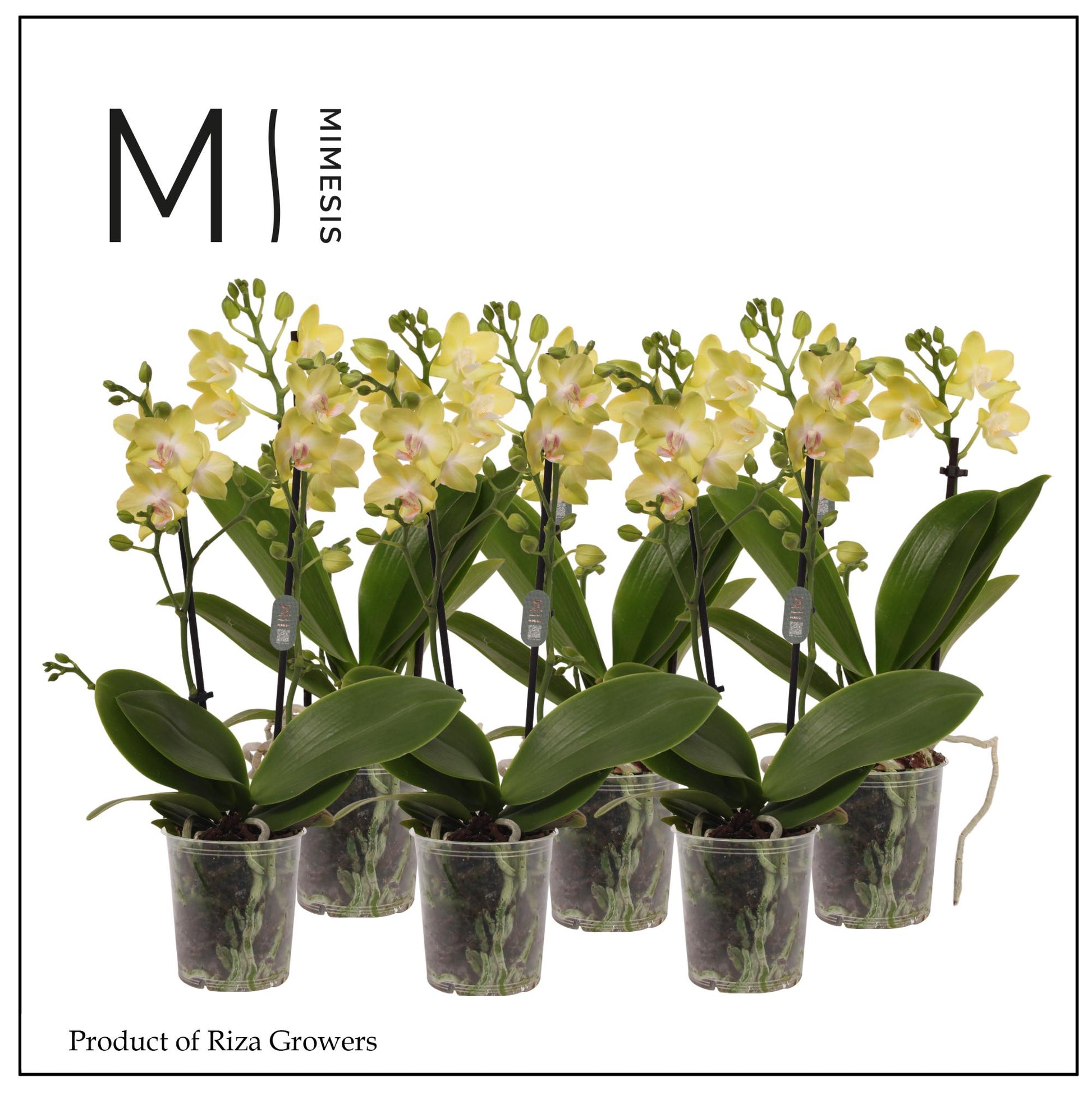 Phalaenopsis yellow 35cm 9cm Pot