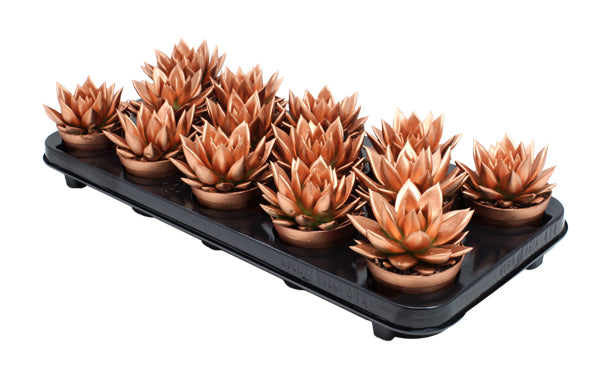 Echeveria Brown Rose 11cm 8.5cm Pot