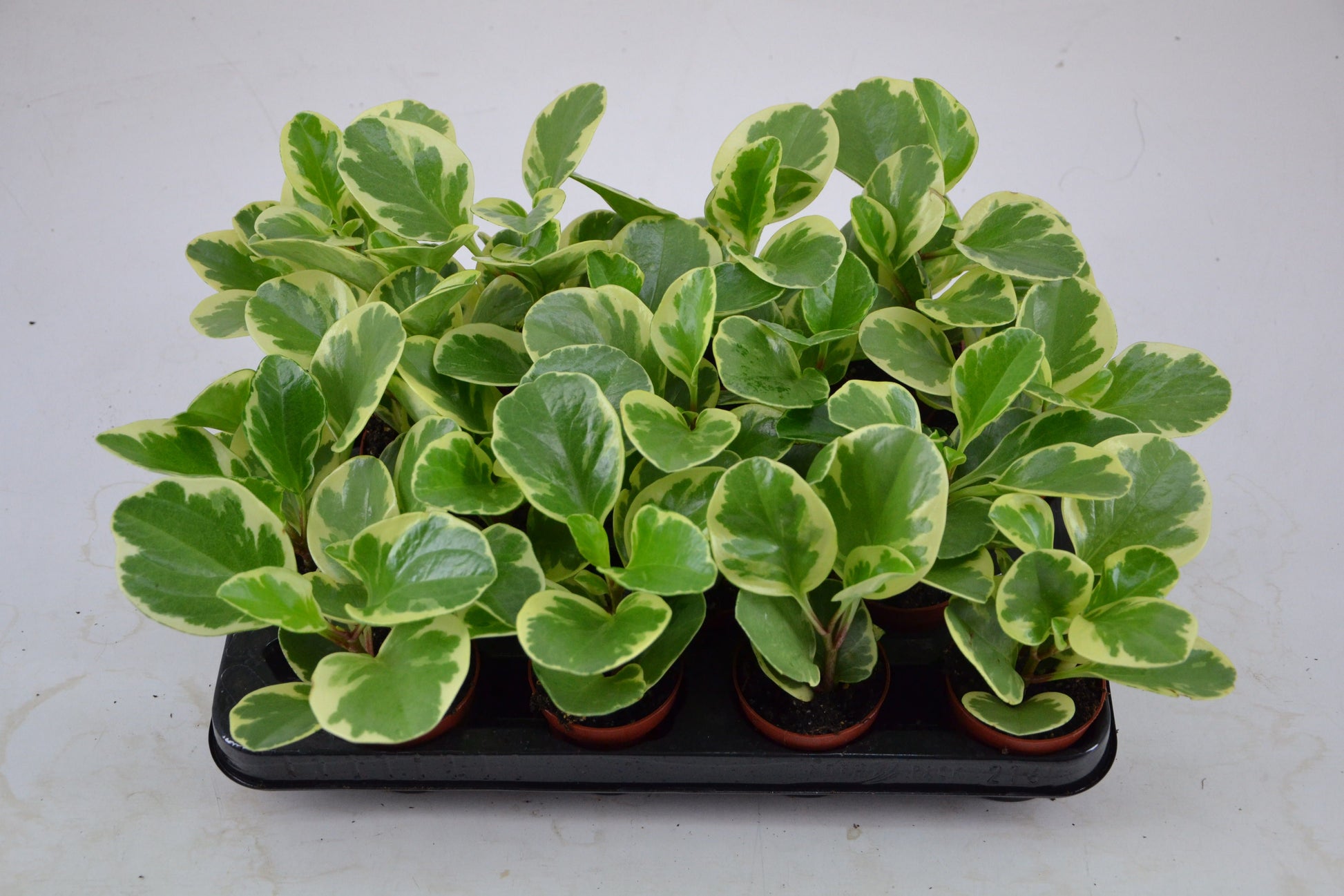 Schoenmakers Verkoop BV Peperomia obt. Variegata Pack of 16