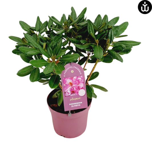 Rhododendron hippophaeoides 70cm 23cm Pot