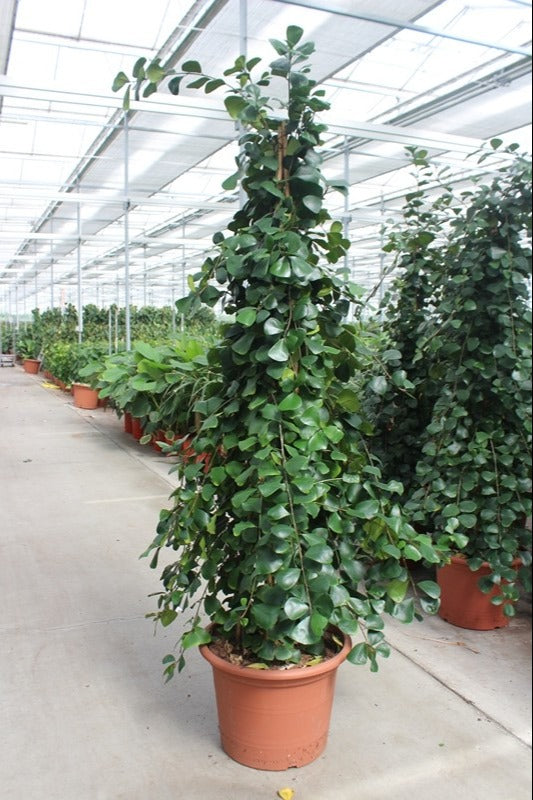 Ficus nat. Trinova 230cm 50cm Pot