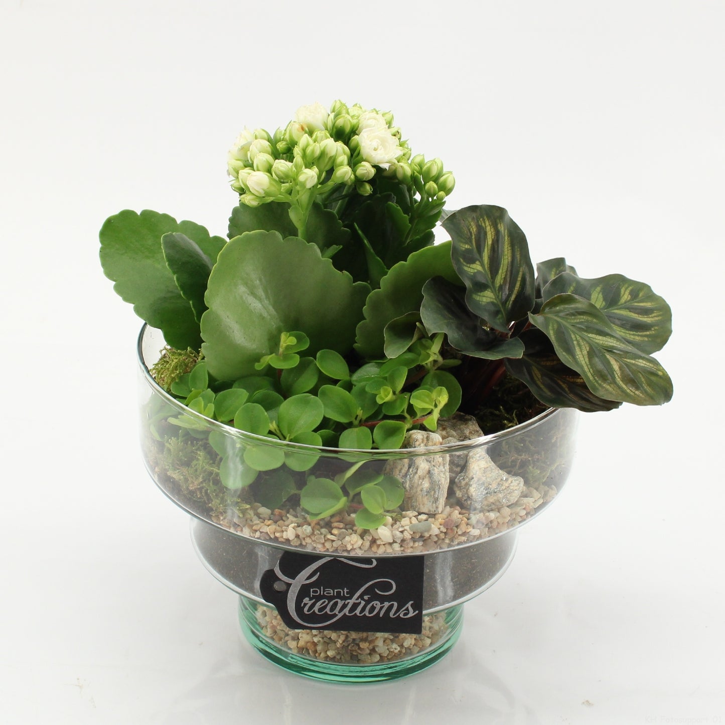 Indoor flowering arrangement 20cm 17cm Pot