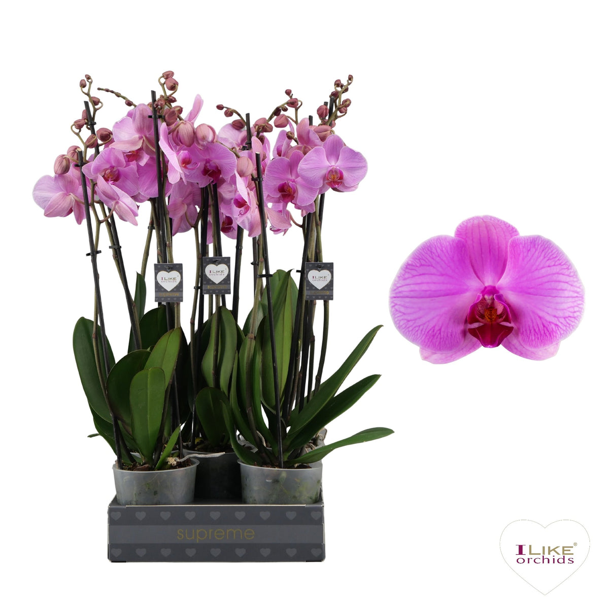 Phalaenopsis Orlando 55cm 12cm Pot