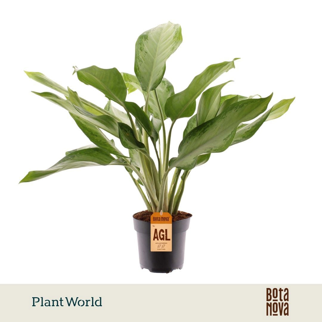 Aglaonema Cleopatra 65cm 17cm Pot