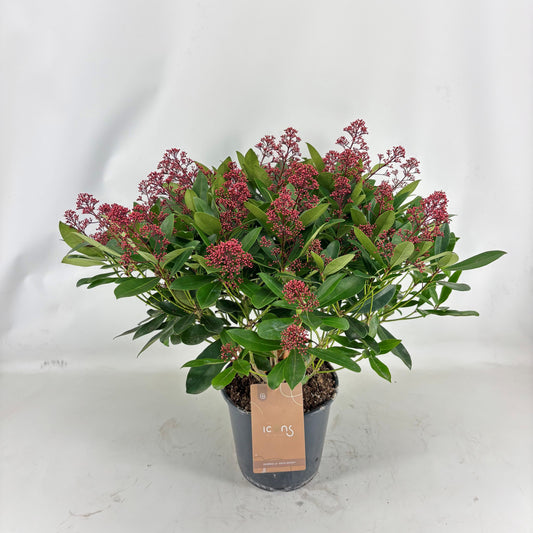 Skimmia japonica Exstase 55cm 24cm Pot