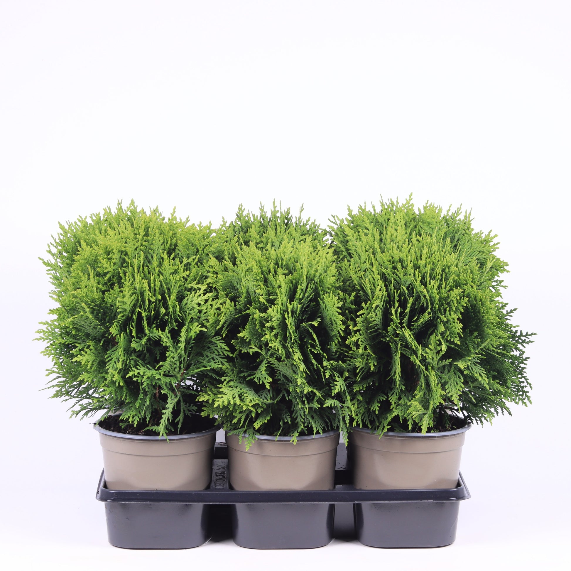 Thuja occidentalis Danica 30cm 15cm Pot