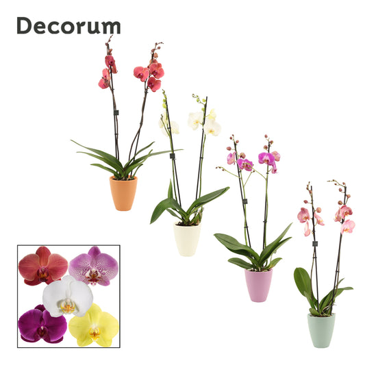 Duijn-Hove BV, kwekerij Phalaenopsis mix (+ drp.Carly) Pack of 6
