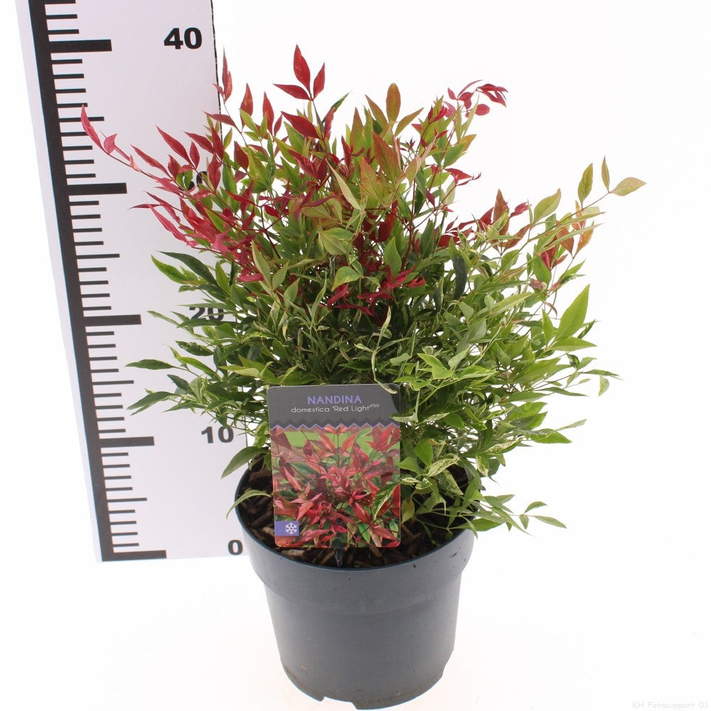 Nandina domestica 25cm 17cm Pot