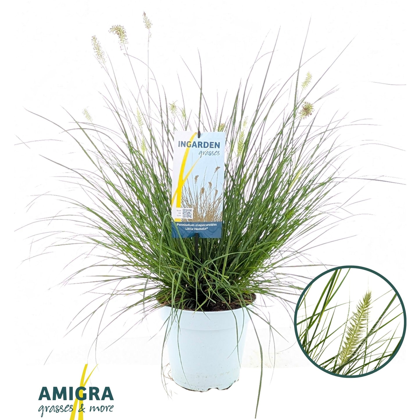 Pennisetum Little Hameln 80cm 23cm Pot