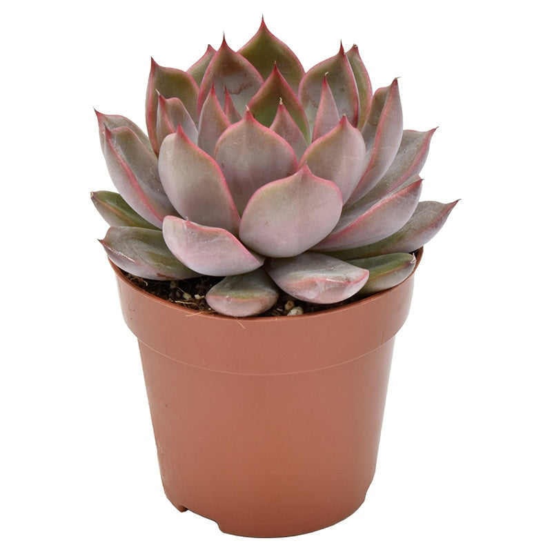 Echeveria Rosetta Morango 10cm Special Pot (508)