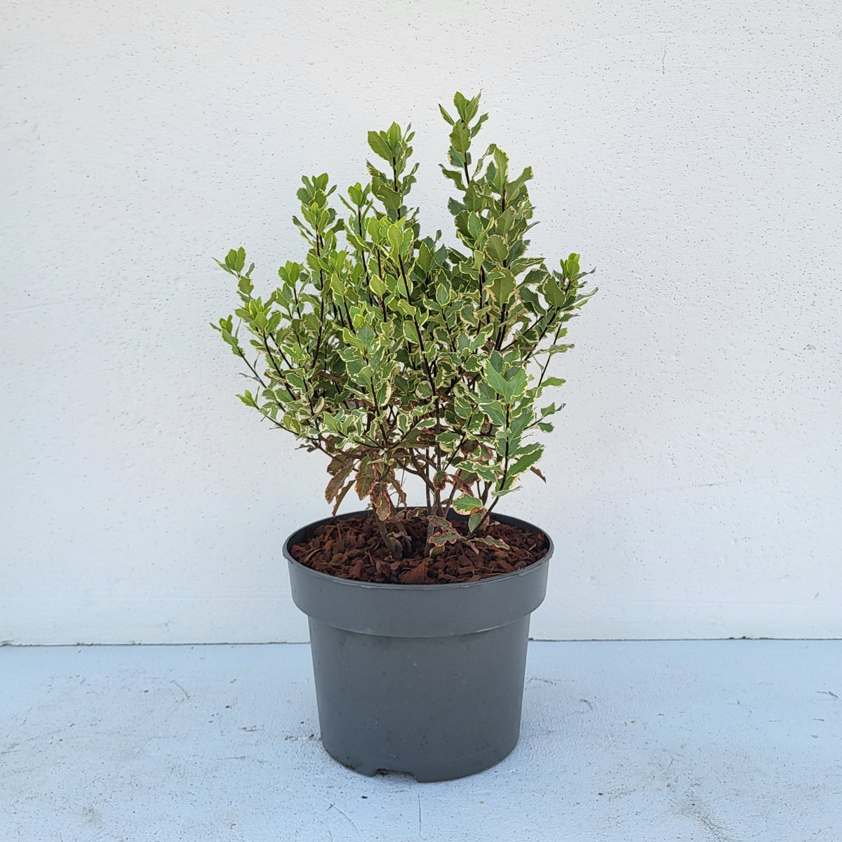 Pittosporum tenuifolium 55cm 23cm Pot