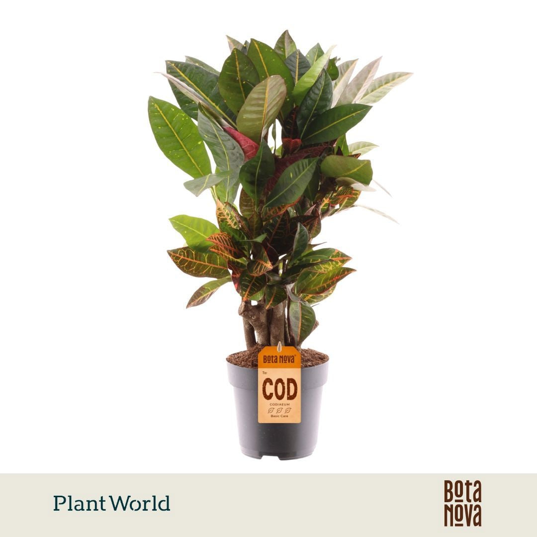 Plantworld Jogrow Codiaeum Petra Pack of 6