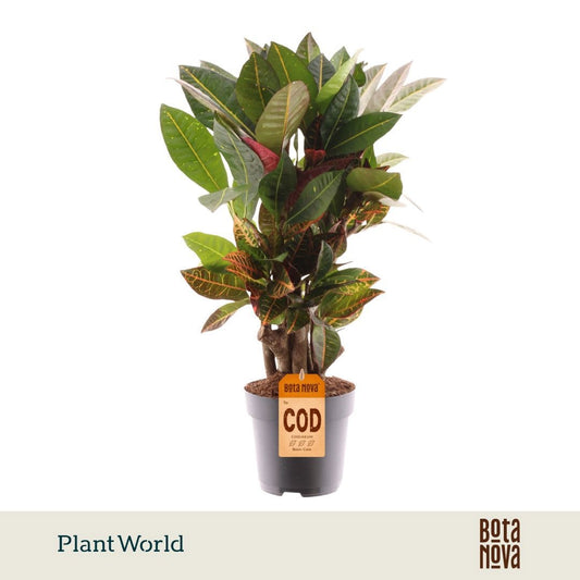 Codiaeum Petra  branched 55cm 17cm Pot