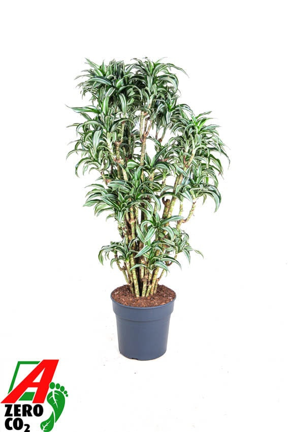 Dracaena fragrans Jade Jewel 140cm 31cm Pot