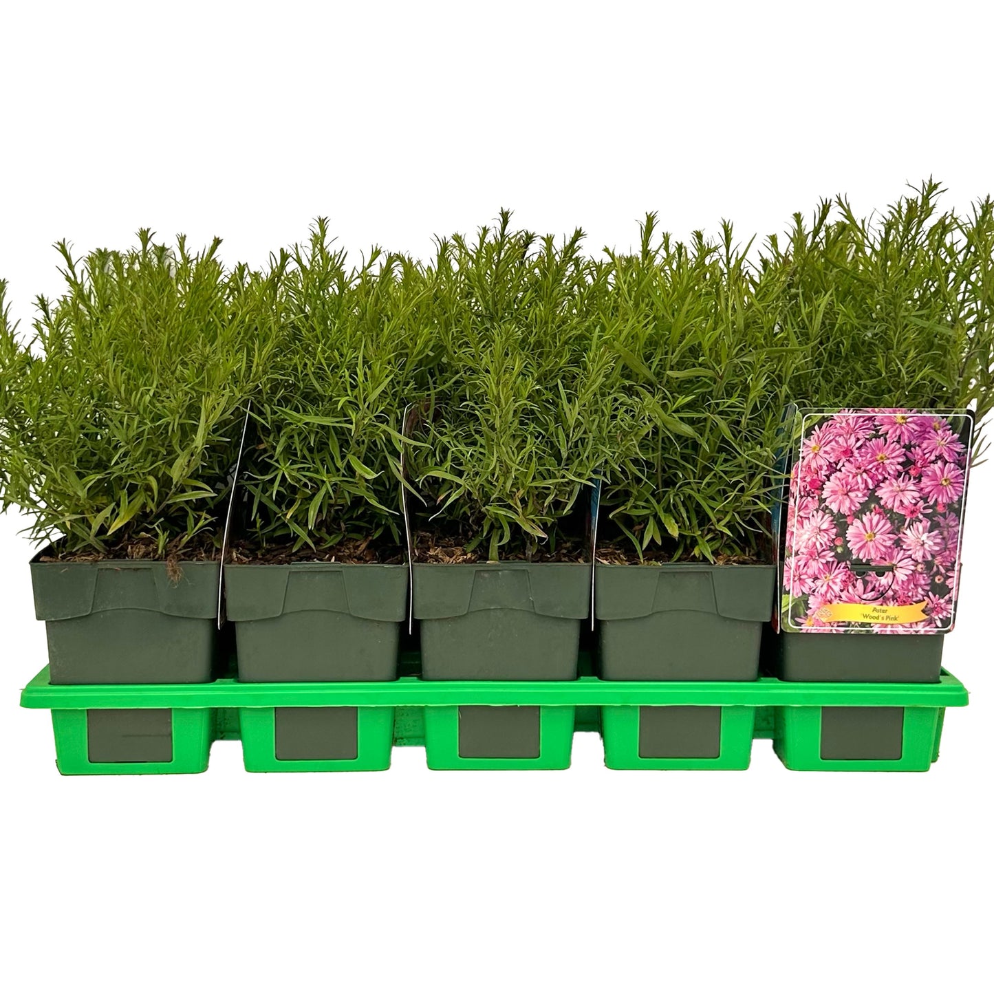 Aster mix 25cm 11cm Pot