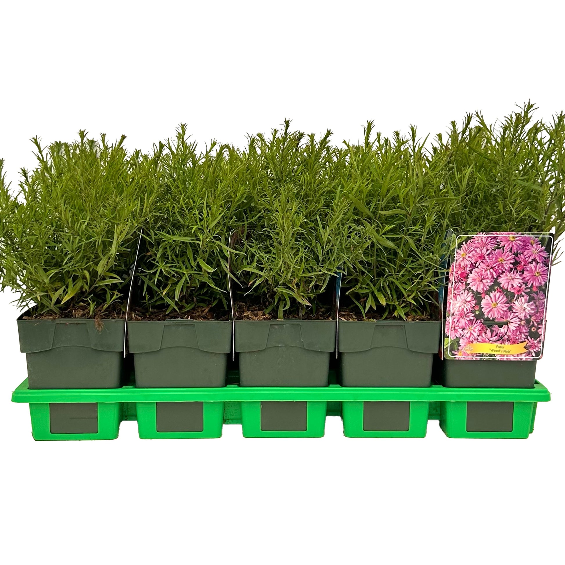 Aster mix 25cm 11cm Pot