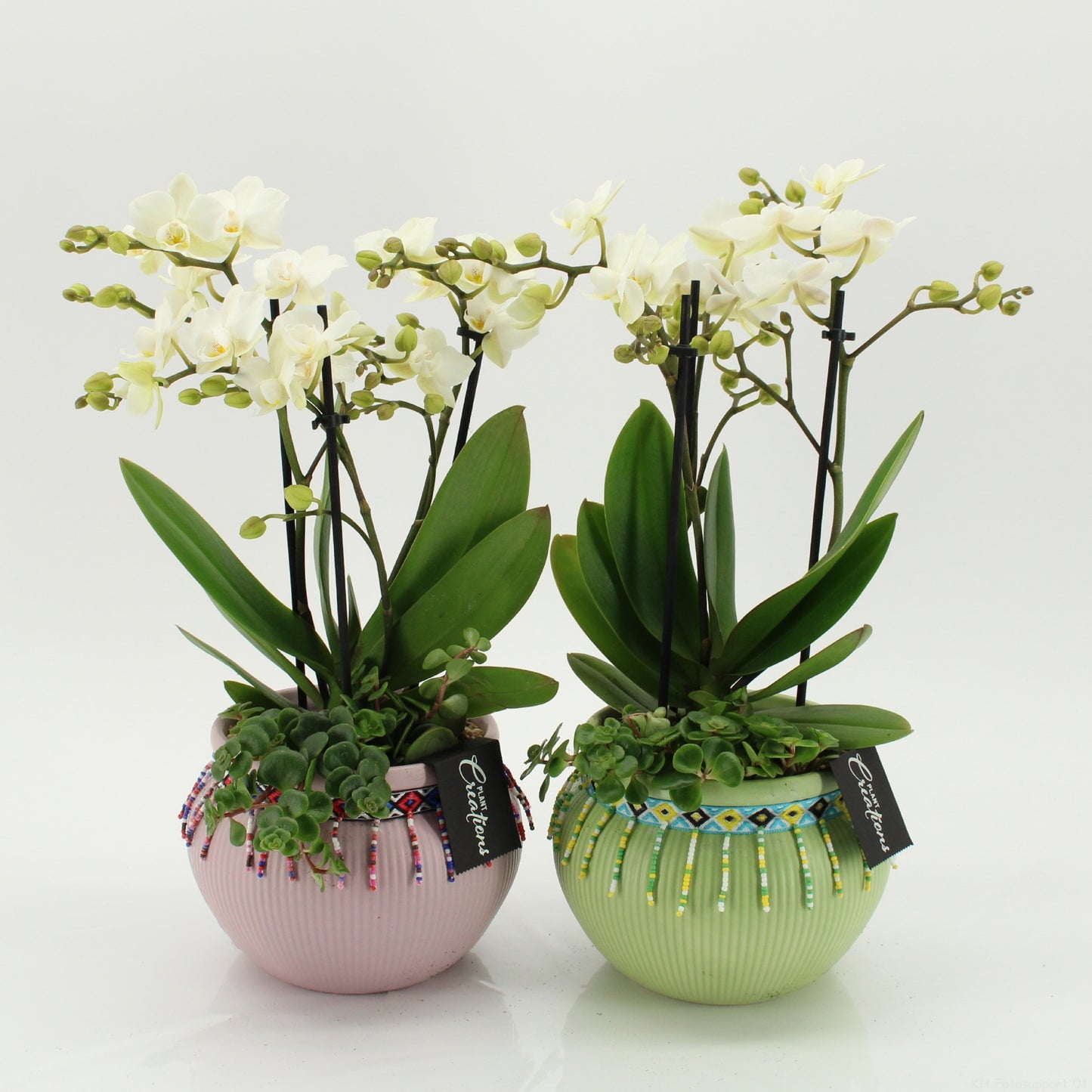 Phalaenopsis arrangement 45cm 19cm Pot
