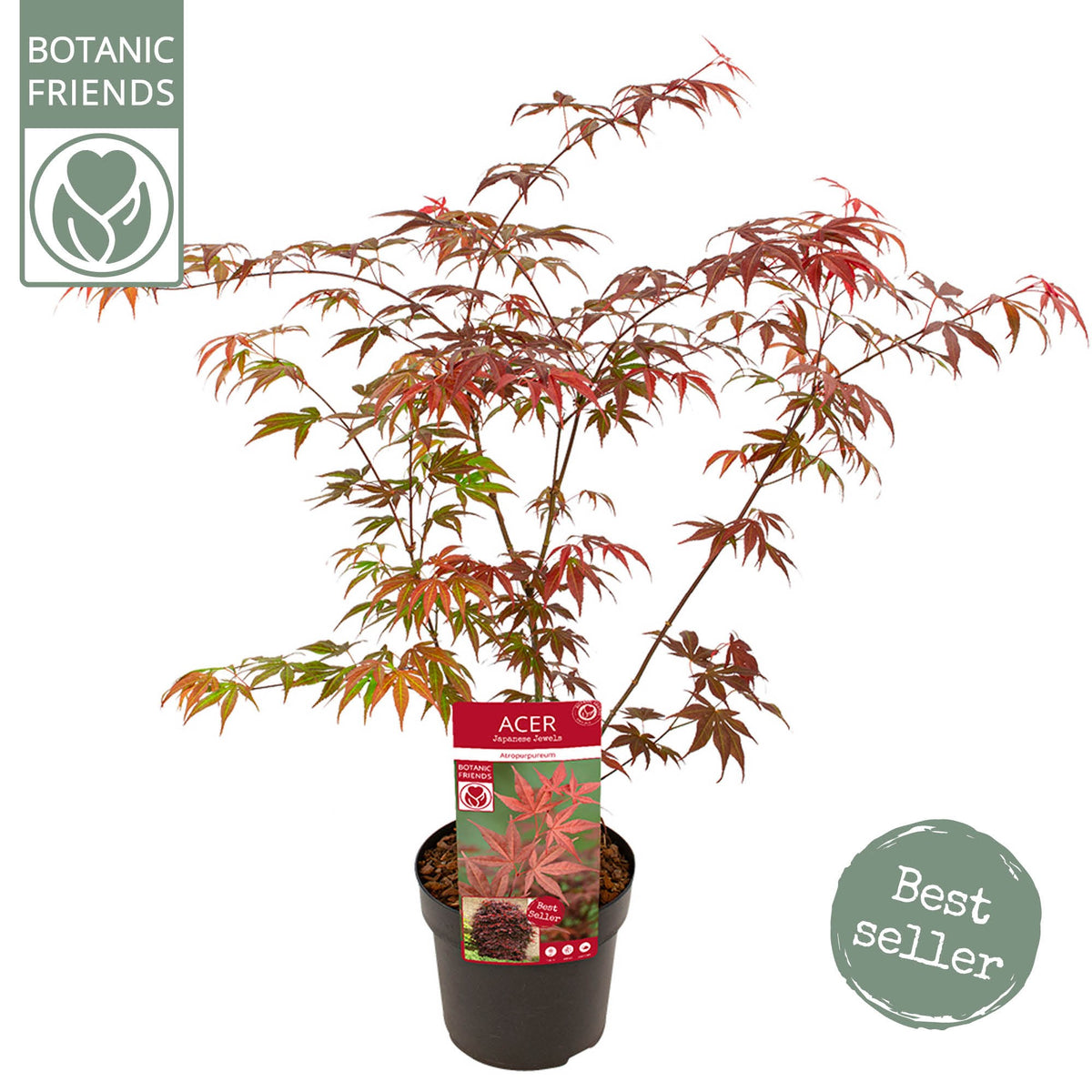 Acer Atropurpureum 65cm 19cm Pot