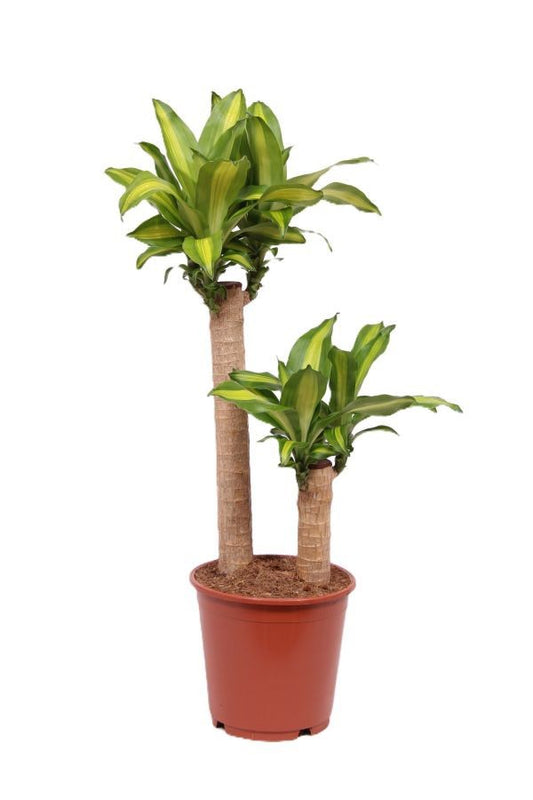 Dracaena frag. Massangeana 90cm 24cm Pot