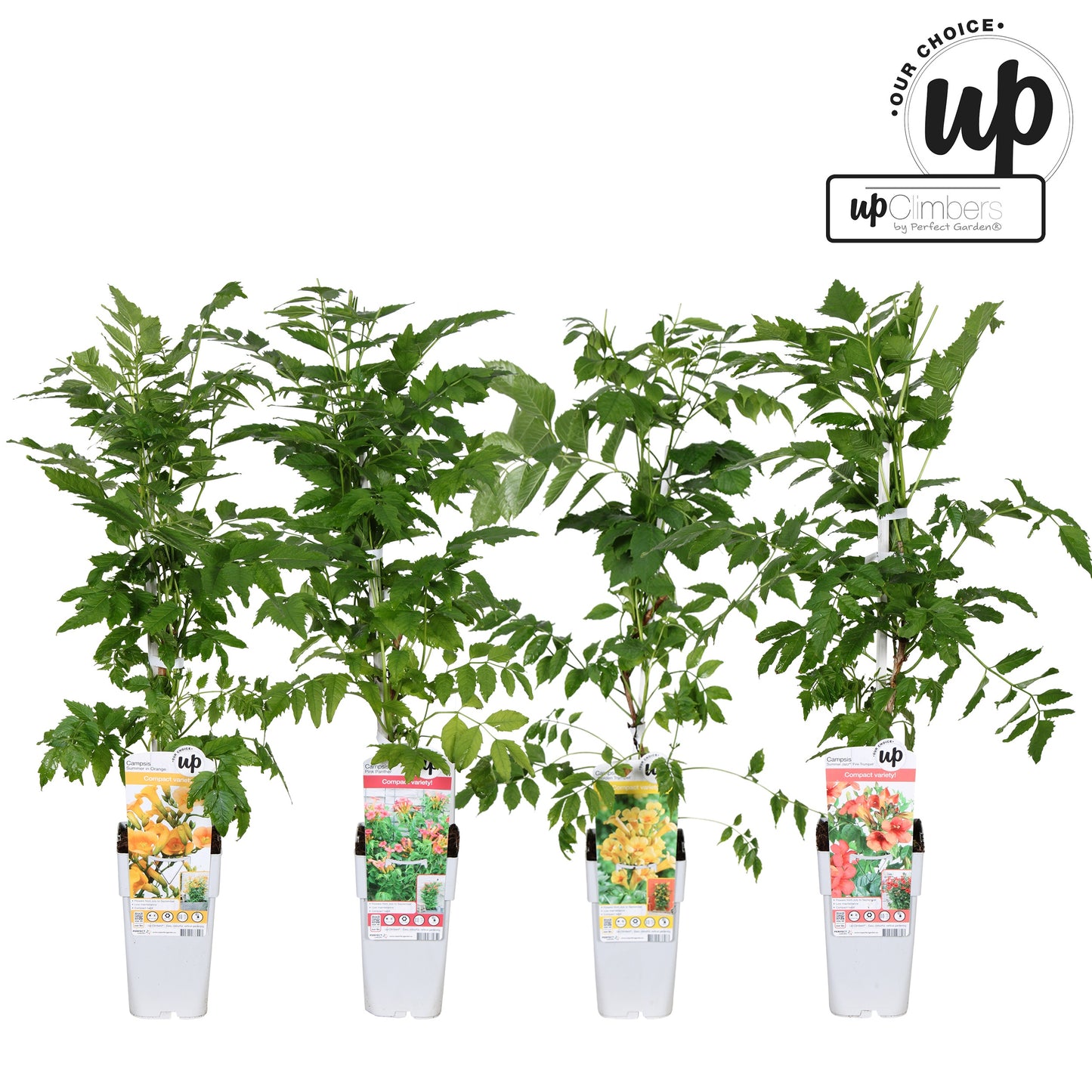 Campsis tagliabuana 65cm 15cm Pot