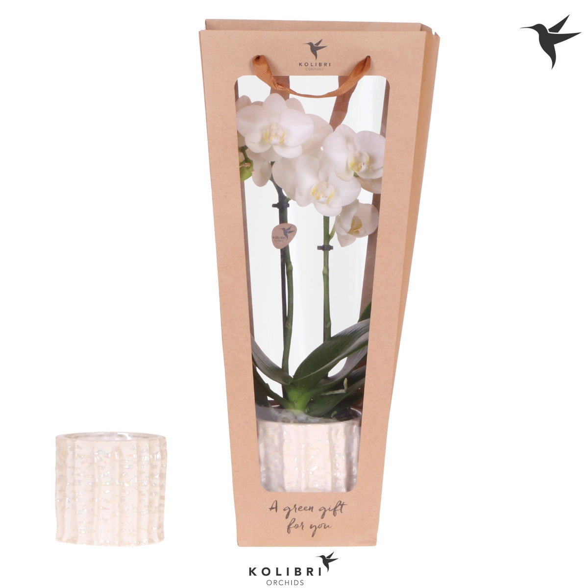 Phalaenopsis multiflora white 40cm 9cm Pot