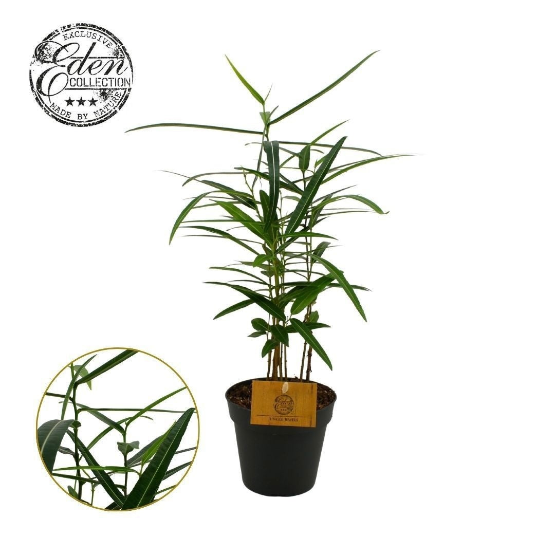 Brachychiton 50cm 12cm Pot