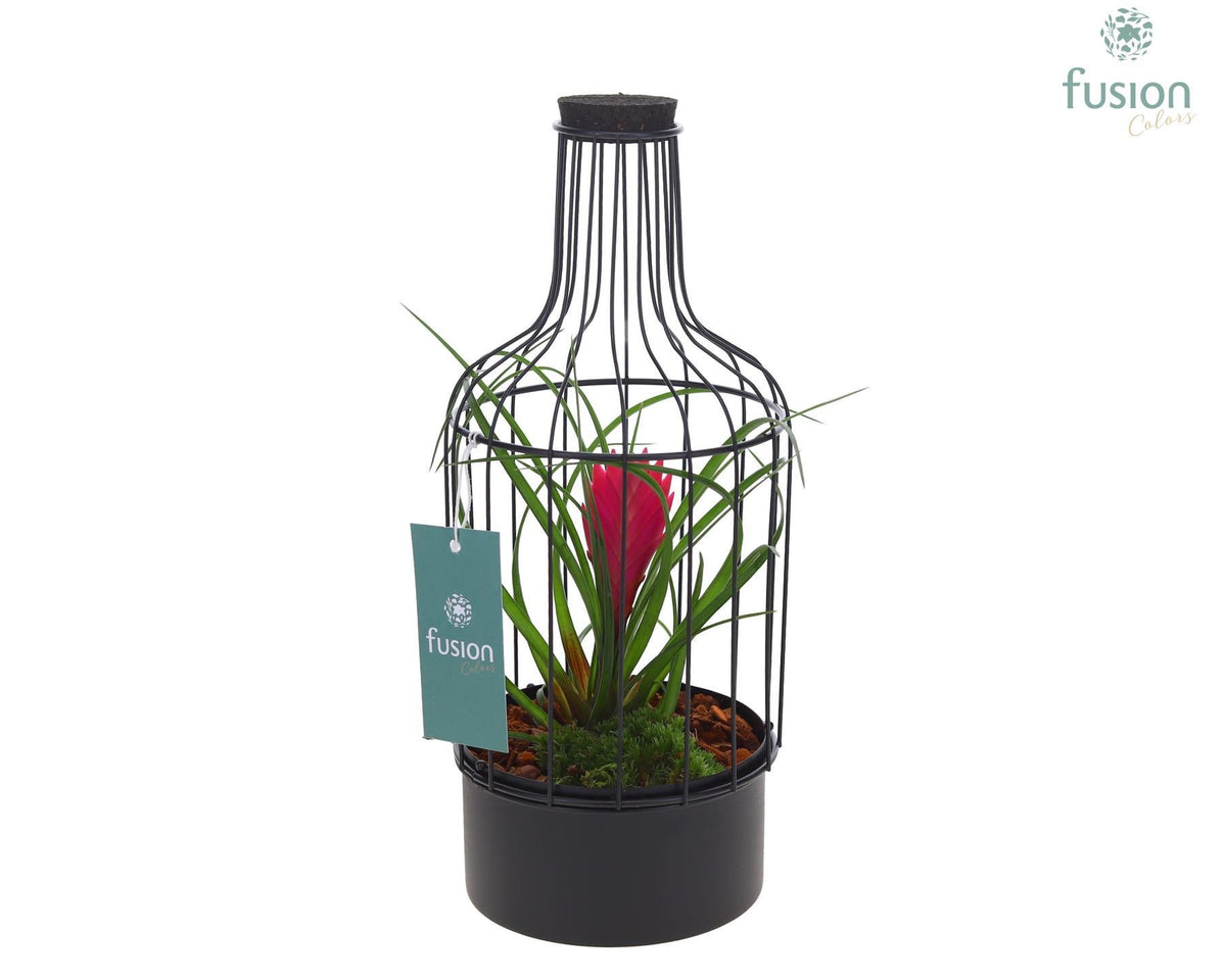 arr. Bromelia 29cm 13cm Pot