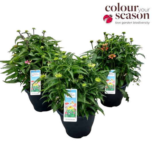 Echinacea hybrid 60cm 26cm Pot