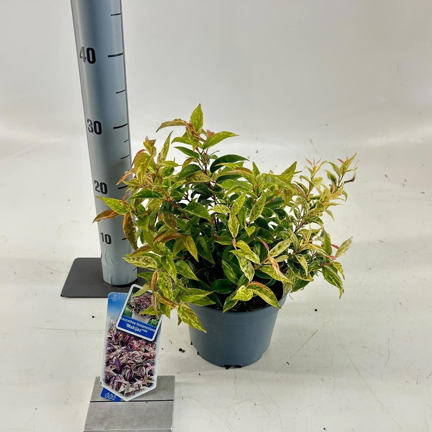 Leucothoe Makijaz 30cm 17cm Pot