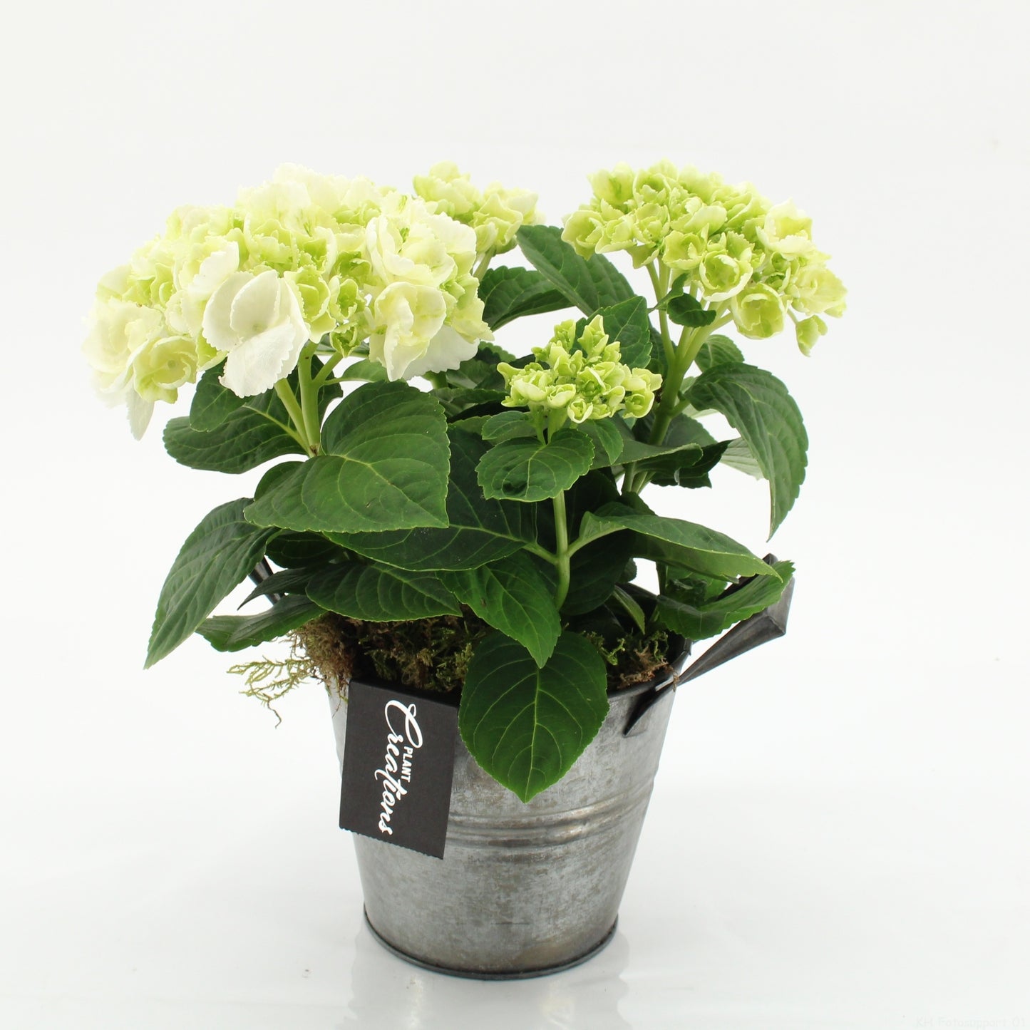 KHCR-2613W Hydrangea creations 30cm 14cm Pot