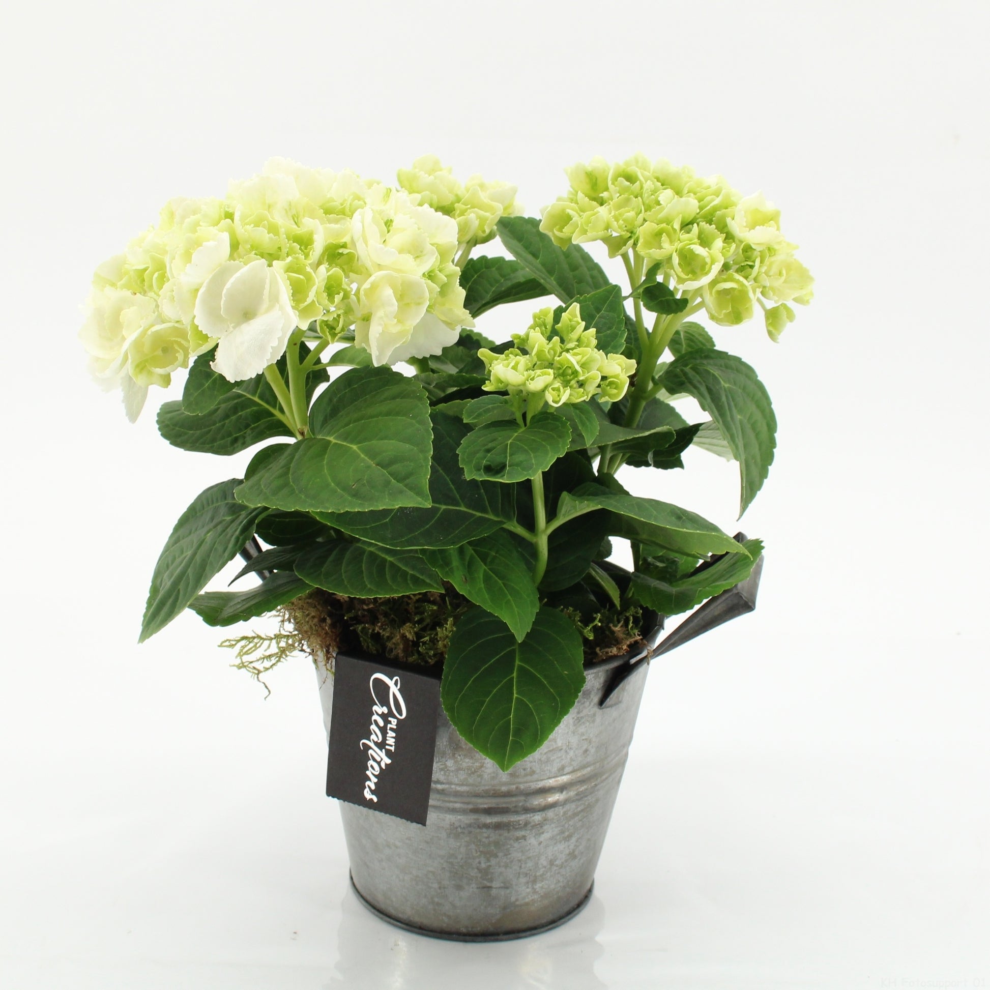 KHCR-2613W Hydrangea creations 30cm 14cm Pot