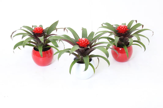 Guzmania Priscilla 25cm 11cm Pot