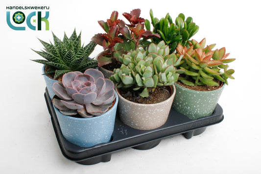 Succulent mix 20cm 12cm Pot