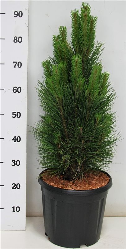 Pinus nigra Green Tower 80cm 32cm Pot