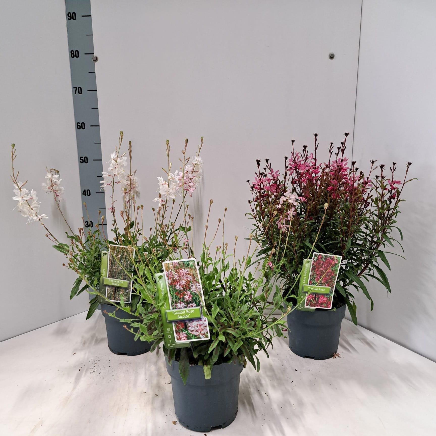 Gaura lindheimeri 55cm 17cm Pot