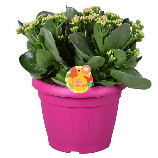Kalanchoe Perfecta Pink 30cm 22cm Pot