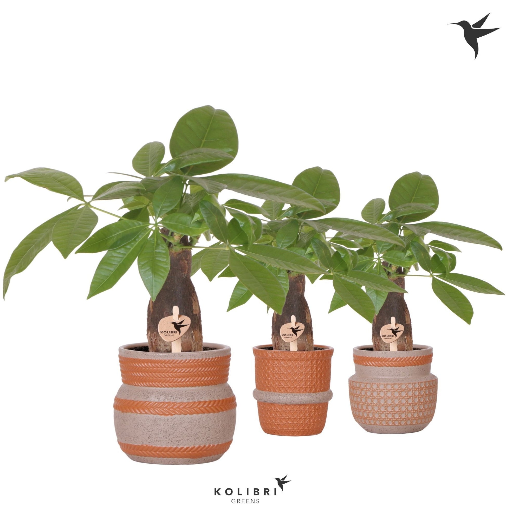 Pachira aquatica 32cm 9cm Pot