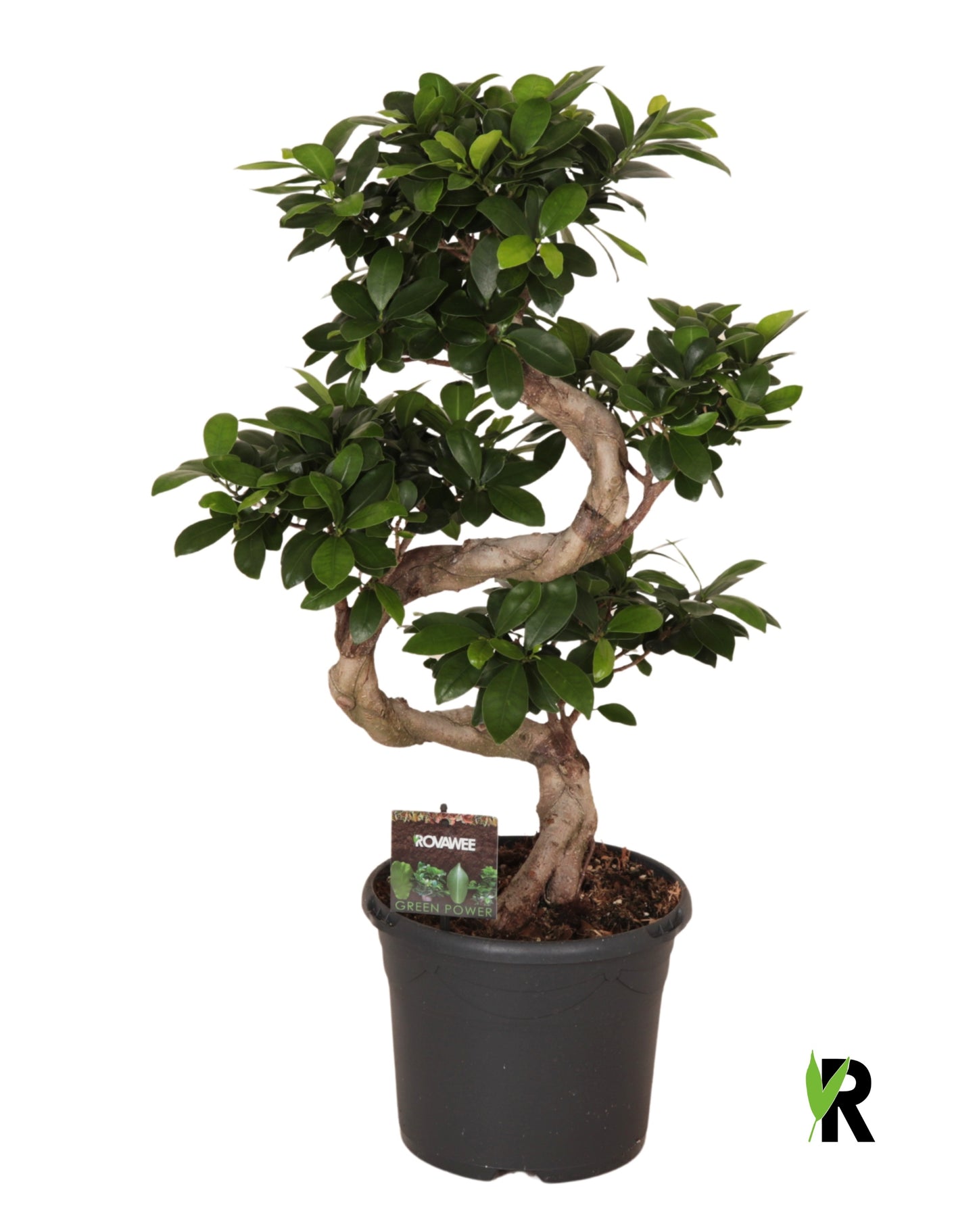 Ficus Ginseng 75cm 23cm Pot