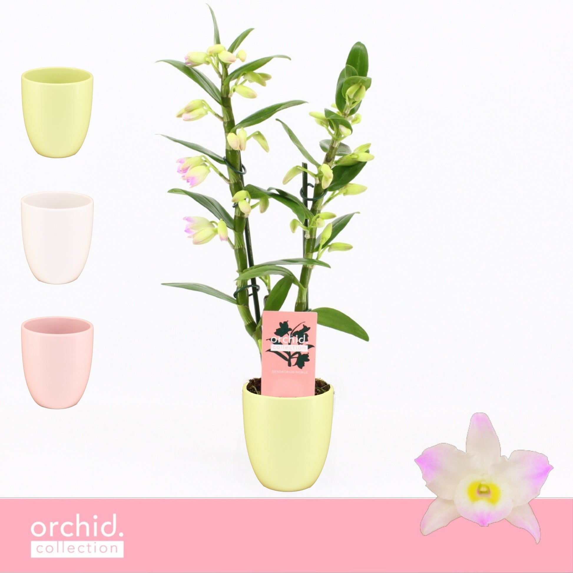Dendrobium Kumiko 40cm 12cm Pot