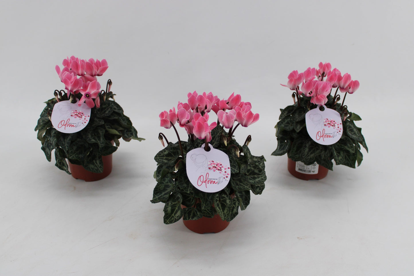 Grootscholten BV. Gebr. Cyclamen Odora Salmon Flamed Pack of 8
