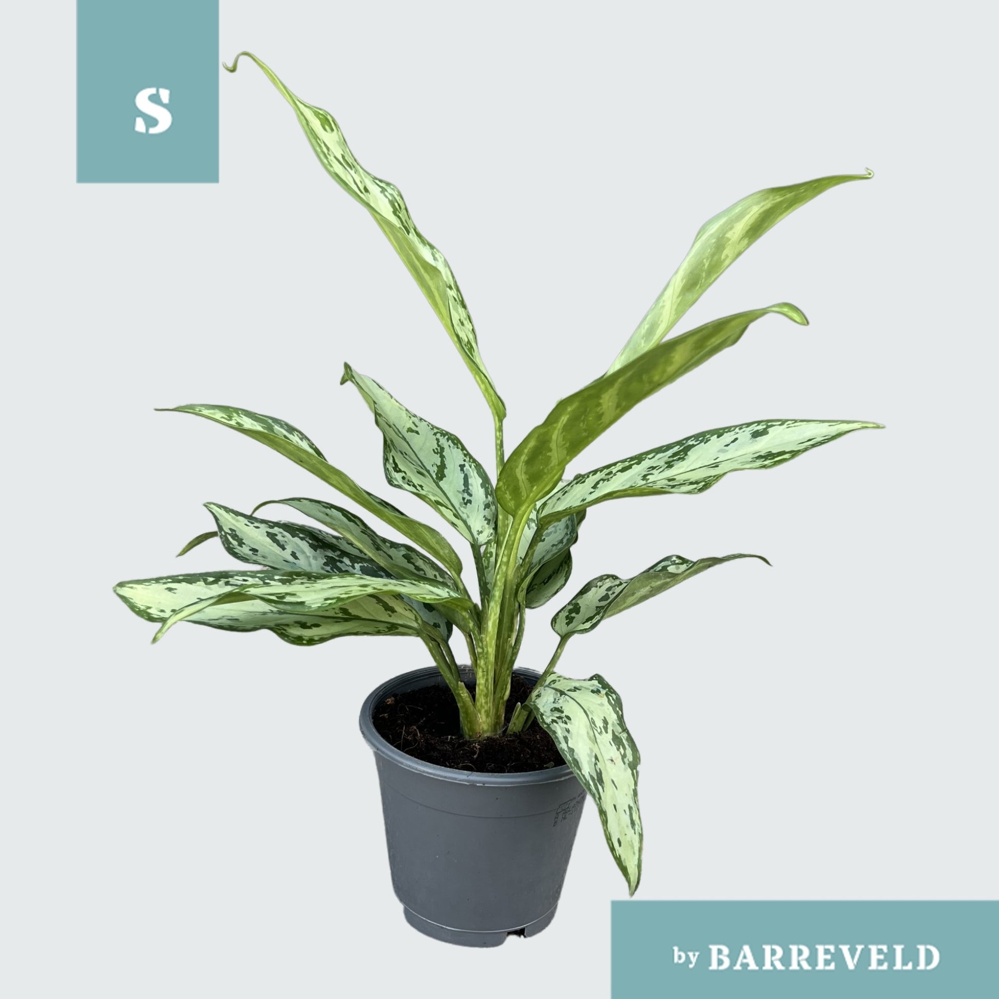 Barreveld, kwekerij de Aglaonema Silver Queen Pack of 10