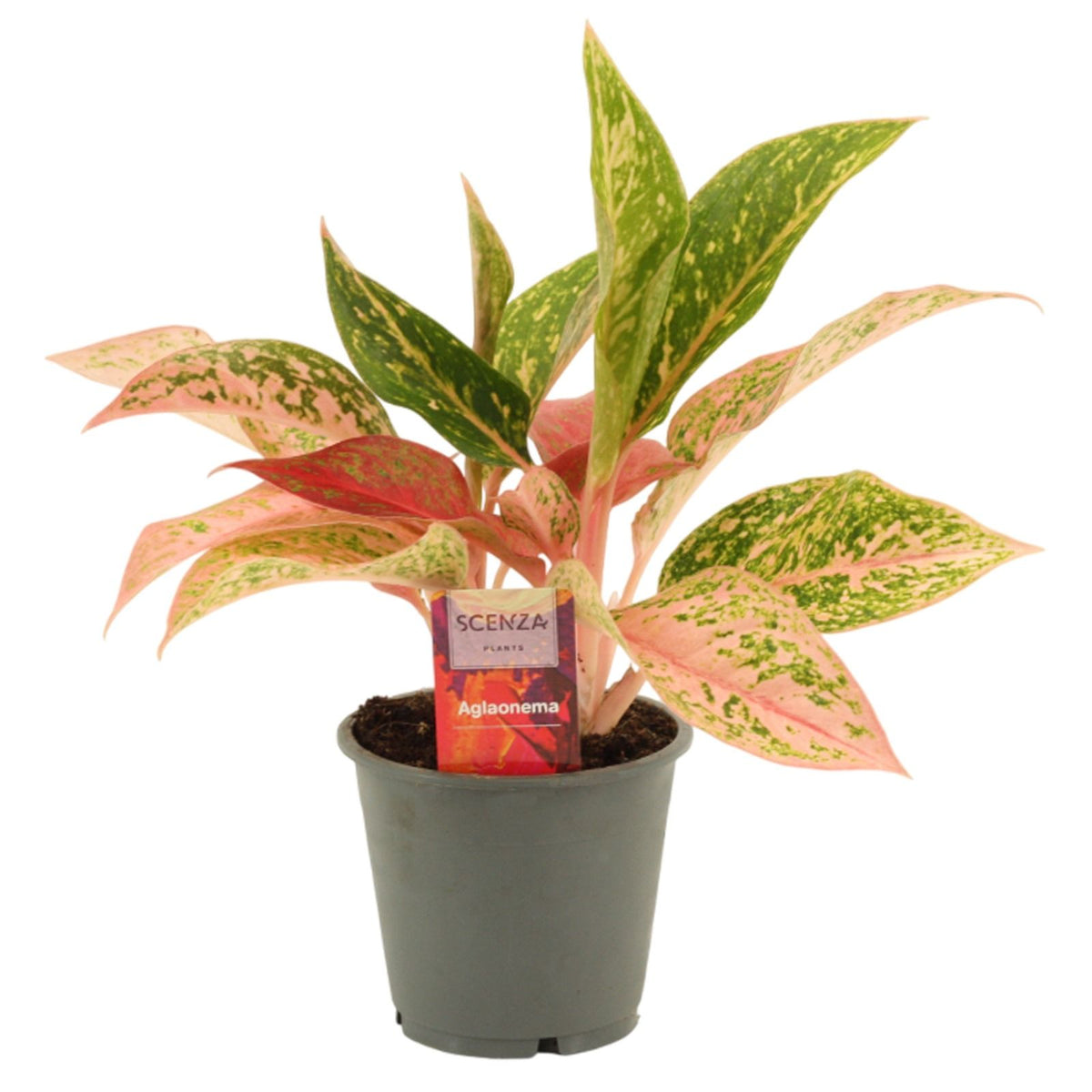 Aglaonema Hybrid 35cm 12cm Pot