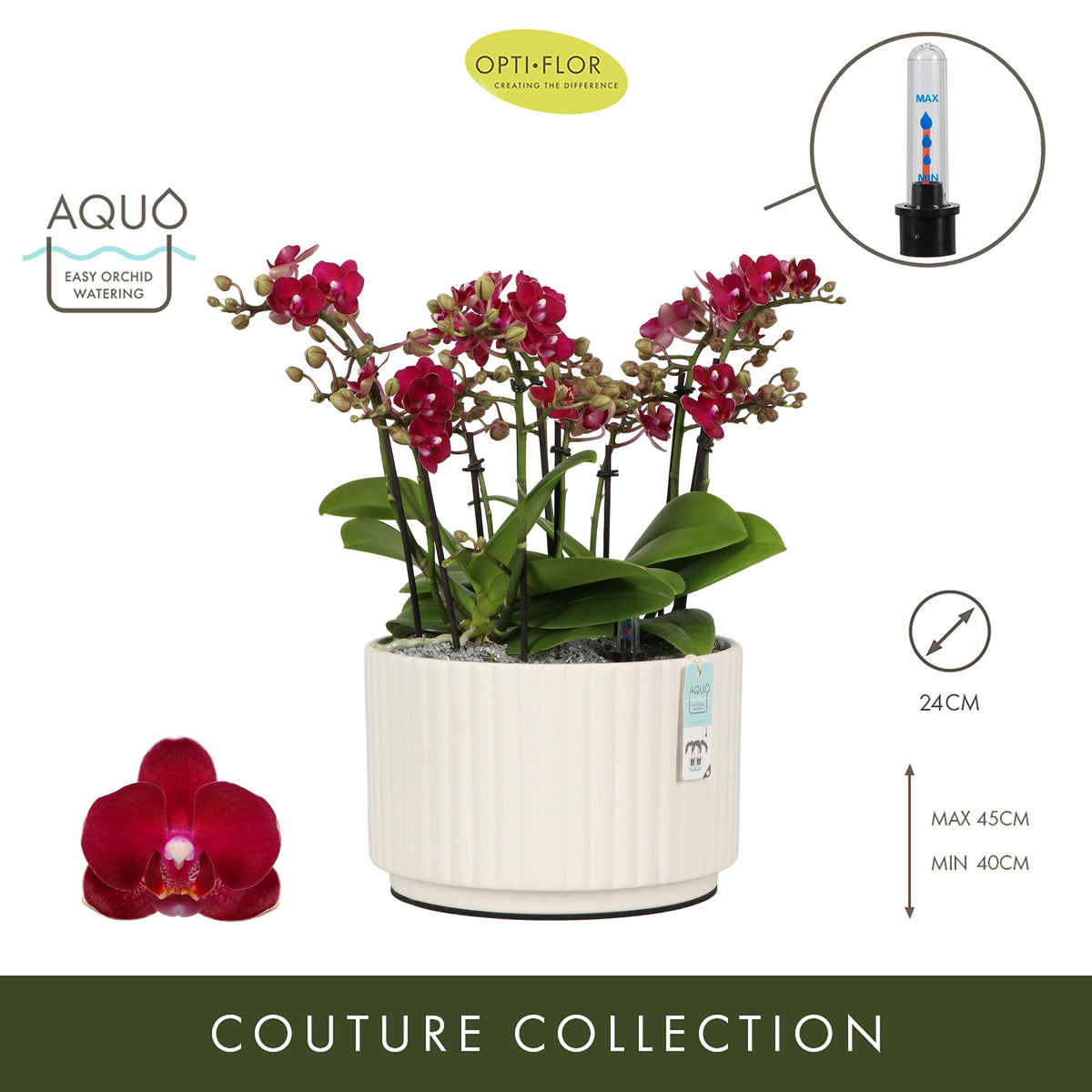 Arrangementen Phalaenopsis multiflora H% 24cm Pot
