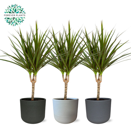 Dracaena marginata 55cm 14cm Pot