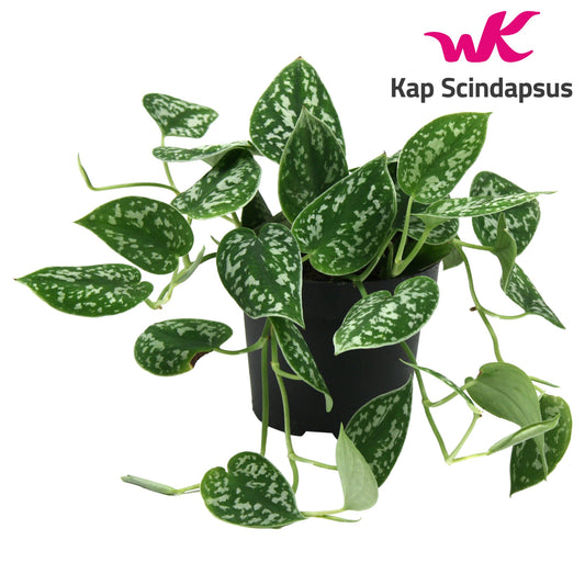 Scindapsus Argyraeus 15cm 12cm Pot